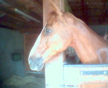 Aramis