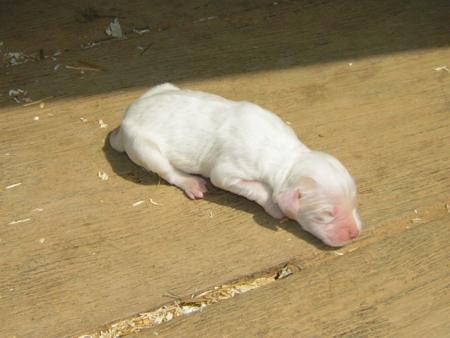 Petit bébé chien