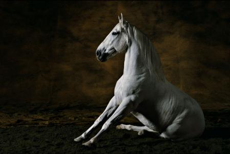 pure race espagnol