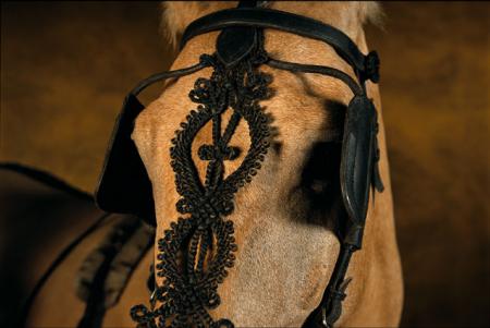 cheval biélorusse