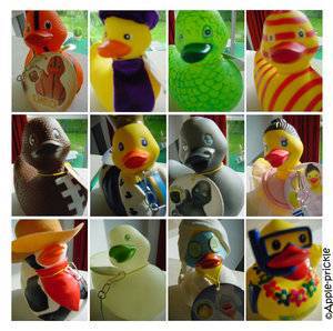 petits canards d'eau, petits canardaux