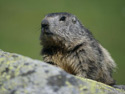 Marmote